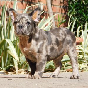 Max Fluffy French Bulldog