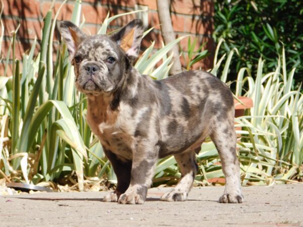 Max Fluffy French Bulldog