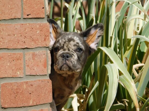 Max Fluffy French Bulldog