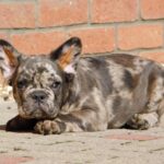 Max-male-fluffy-french-bulldog-puppy-for-sale- (3)