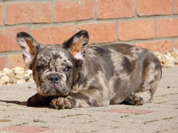 Max Fluffy French Bulldog