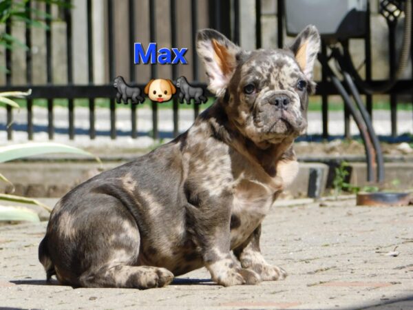 Max Fluffy French Bulldog