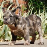 Max-male-fluffy-french-bulldog-puppy-for-sale- (5)