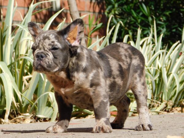 Max Fluffy French Bulldog