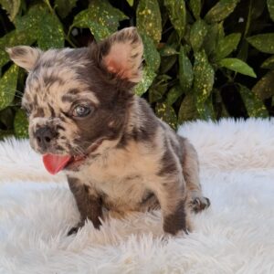 Max Fluffy French Bulldog