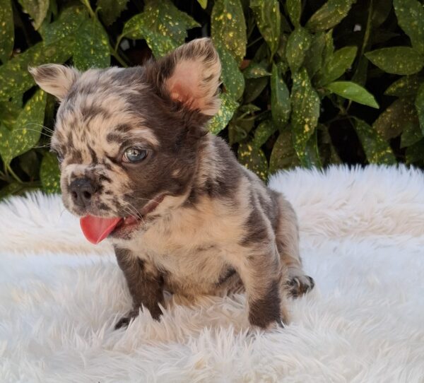 Max Fluffy French Bulldog