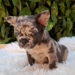 Max-male-french-bulldog-puppy-for-sale-1 (2)