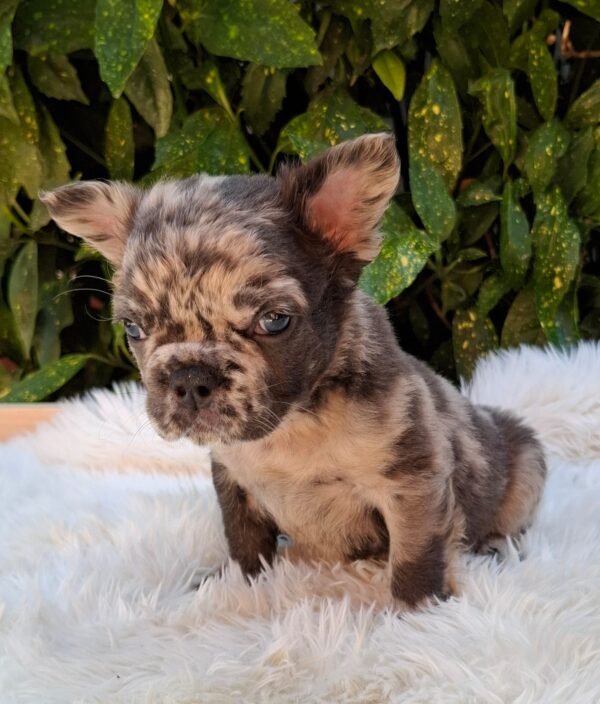 Max Fluffy French Bulldog