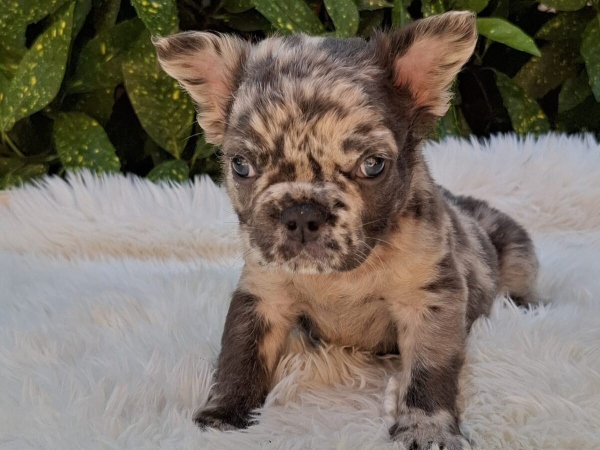 Blue Merle French Fluffy Frenchies For Sale Fluffy French Bulldog