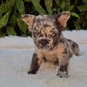 Max Fluffy French Bulldog