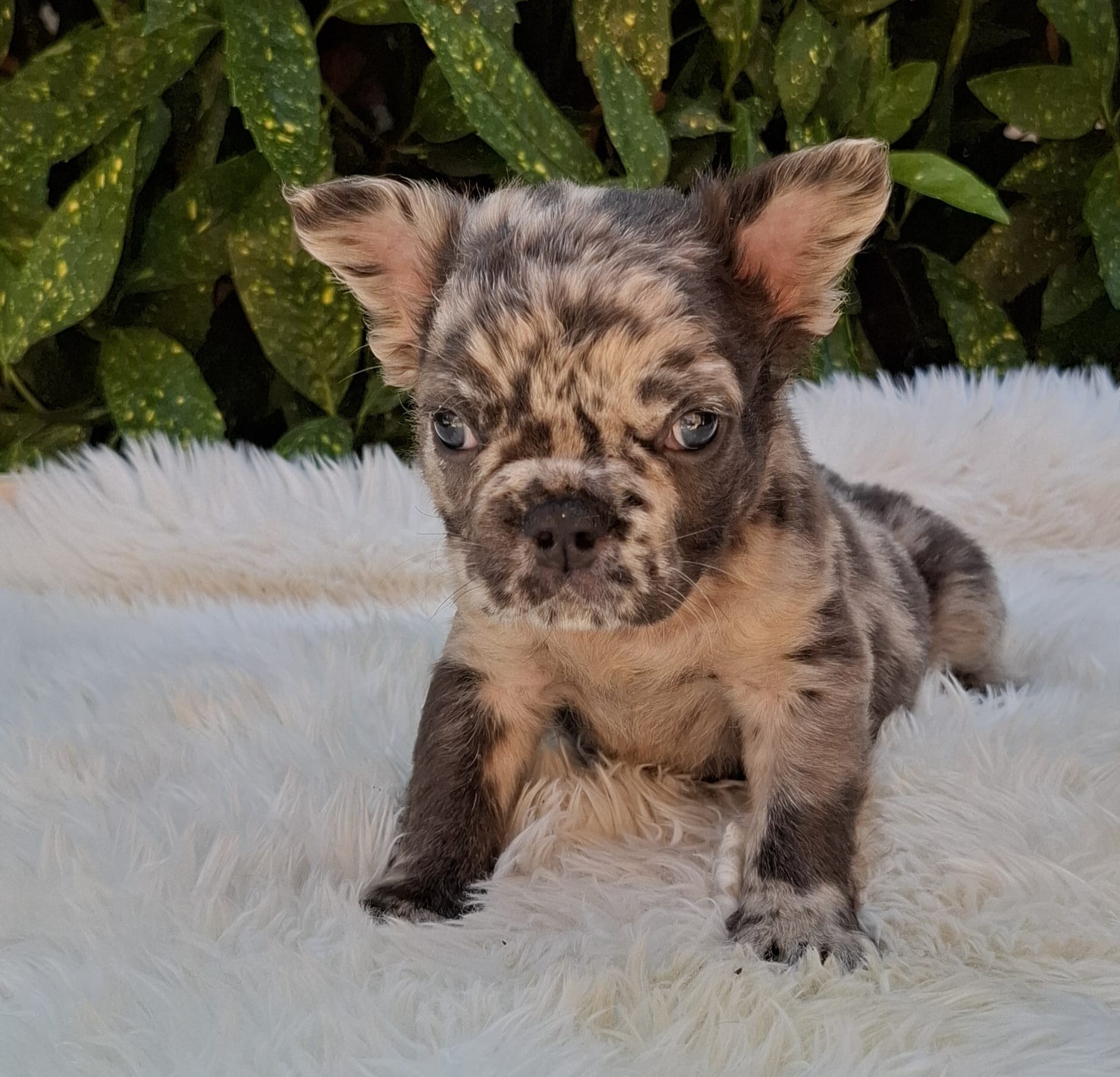 Bulldog Brindle Black And White French Bulldog Puppies For Sale