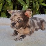 Max-male-french-bulldog-puppy-for-sale-1 (4)