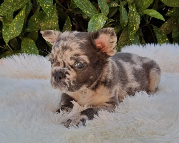 Max Fluffy French Bulldog