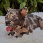Max-male-french-bulldog-puppy-for-sale-1 (5)