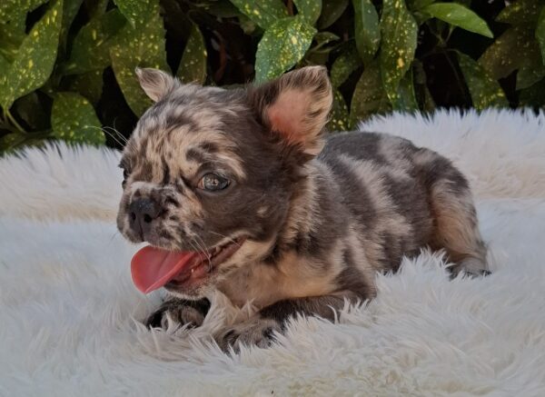 Max Fluffy French Bulldog