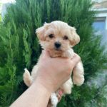 Mitra Maltipoo