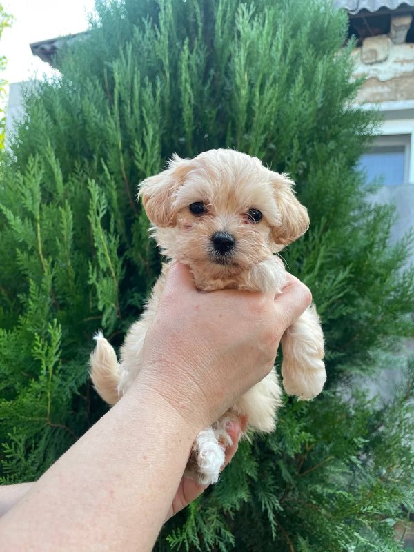 Mayka Maltipoo