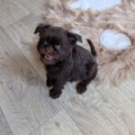 Meilin-female-Brussels-Griffon-puppy-for-sale-1
