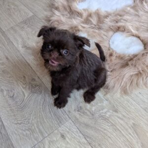 Meilin Brussels Griffon