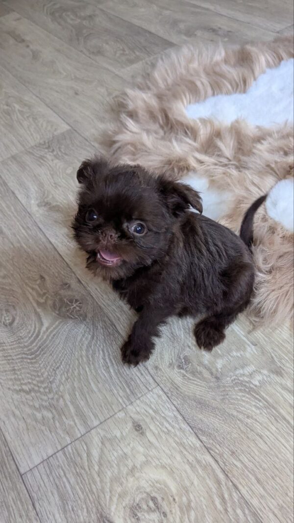 Meilin Brussels Griffon