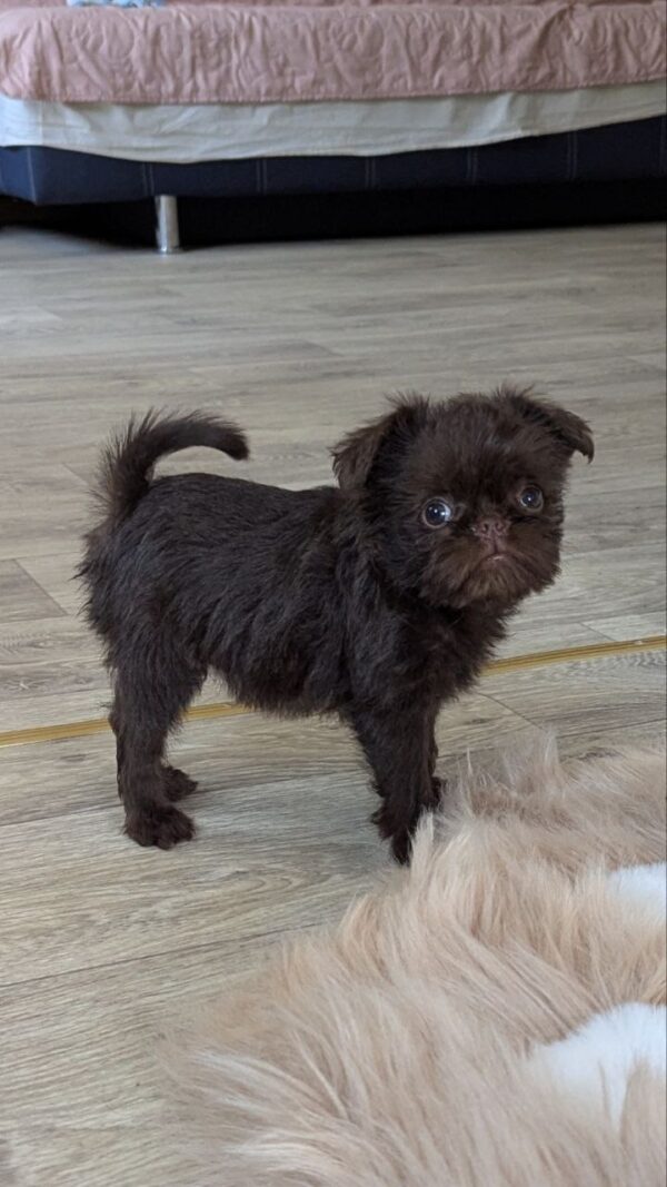 Meilin Brussels Griffon