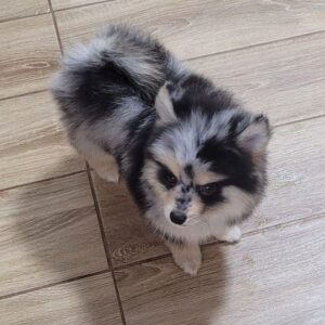 Mia Pomsky
