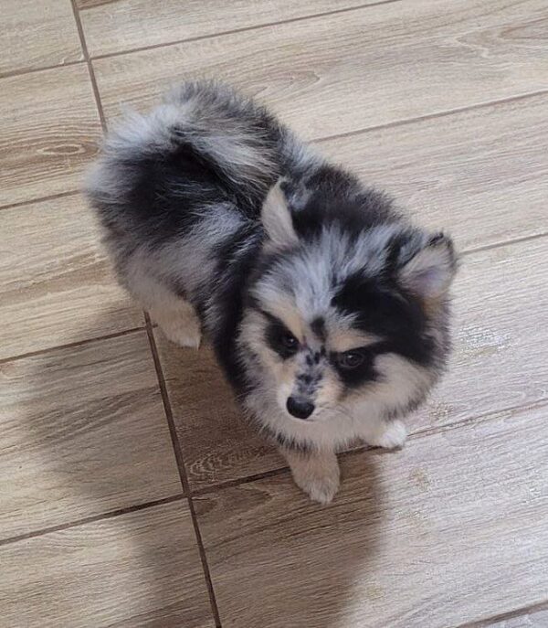 Mia Pomsky