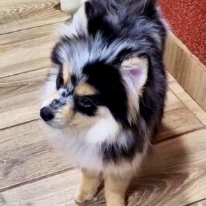 Mia Pomsky