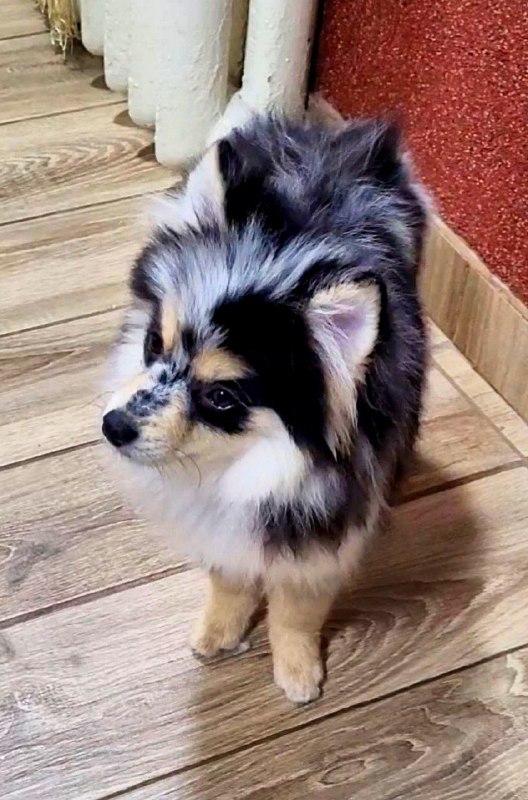 Mia Pomsky