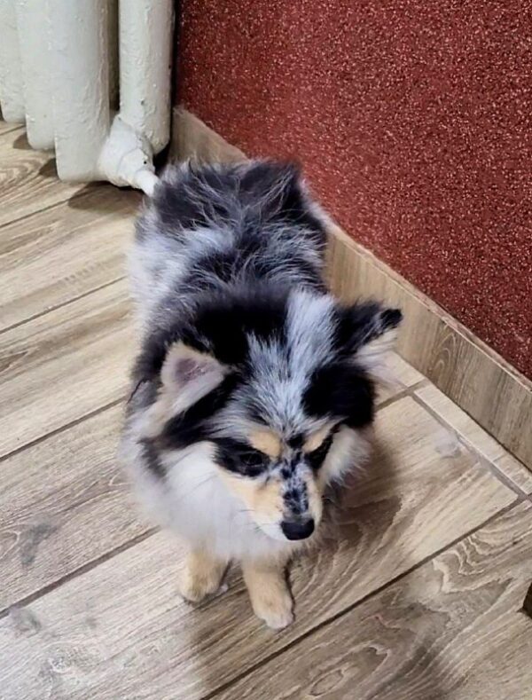 Mia Pomsky