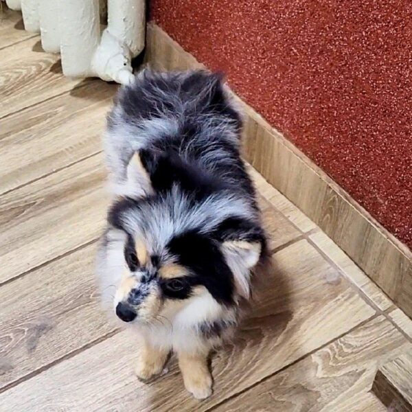 Mia Pomsky