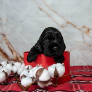 Mills English Cocker Spaniel