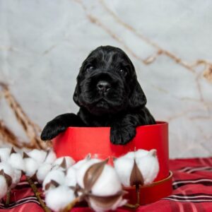 Mills English Cocker Spaniel