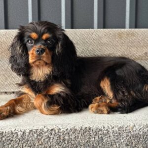 Milly Cavalier King Charles Spaniel