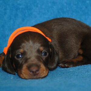 Miss Orange Miniature Dachshund