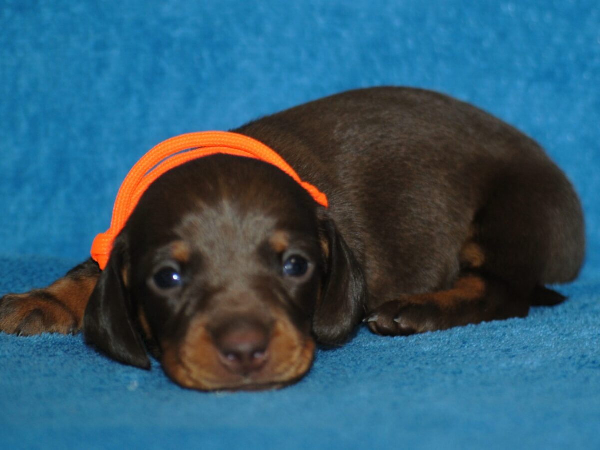Sausage Dog Price Buy A Dachshund Puppy Near Me Miniature