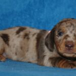 Miss-Rose-female-Miniature-dachsund-puppy-for-sale-1 (1)
