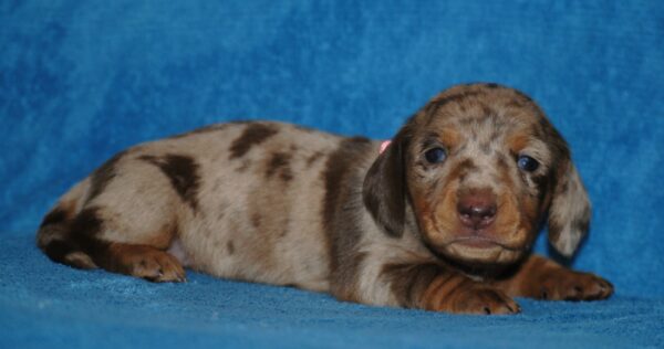 Miss Rose Miniature Dachshund
