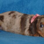 Miss-Rose-female-Miniature-dachsund-puppy-for-sale-1 (2)