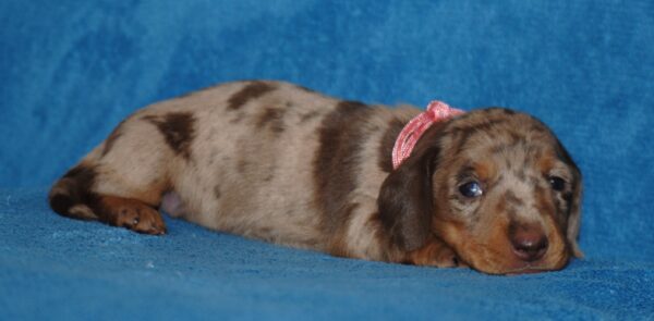 Miss Rose Miniature Dachshund