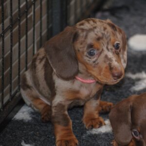 Miss Rose Miniature Dachshund