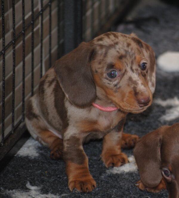 Miss Rose Miniature Dachshund