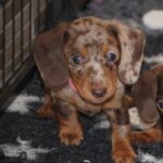 Miss-Rose-female-miniature-dachashund-puppy-for-sale- (2)