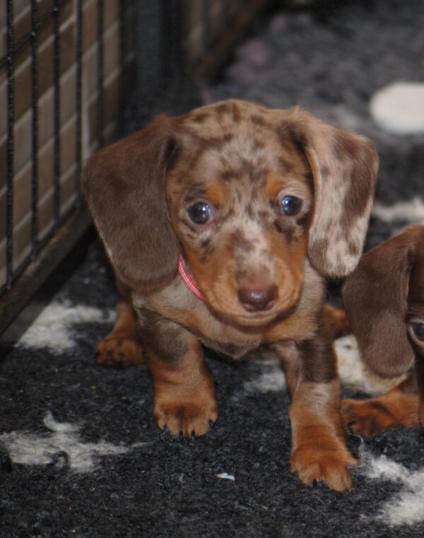 Miss Rose Miniature Dachshund
