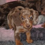 Miss-Rose-female-miniature-dachashund-puppy-for-sale- (3)