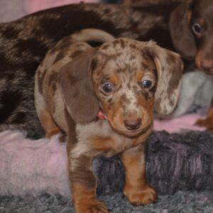 Miss Rose Miniature Dachshund