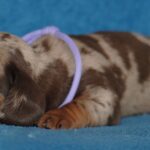 Miss-Violett-female-Miniature-dachsund-puppy-for-sale-1 (1)