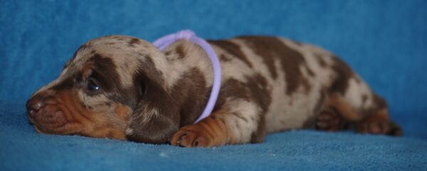 Miss Violett Miniature Dachshund