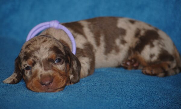 Miss Violett Miniature Dachshund