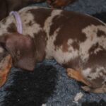 Miss-Violett-female-miniature-dachshund-puppy-for-sale- (1)